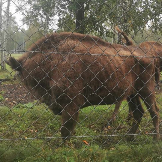 Iliustracija