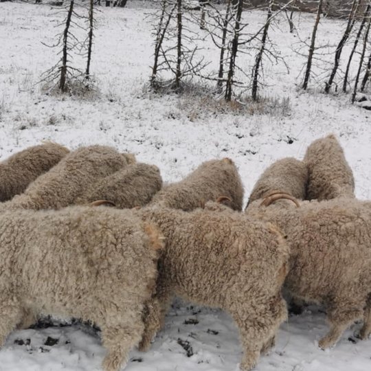 Iliustracija