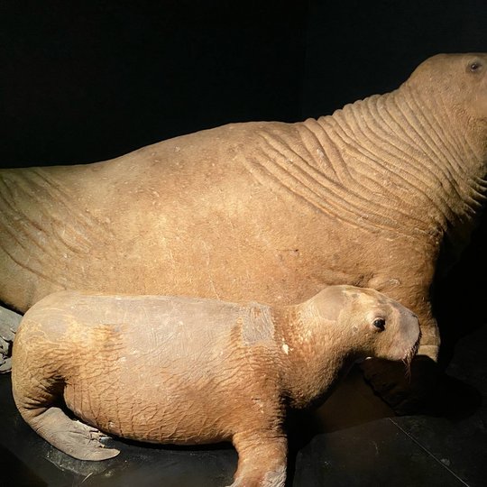 Iliustracija