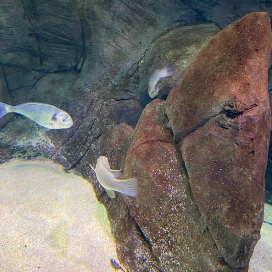 Iliustracija