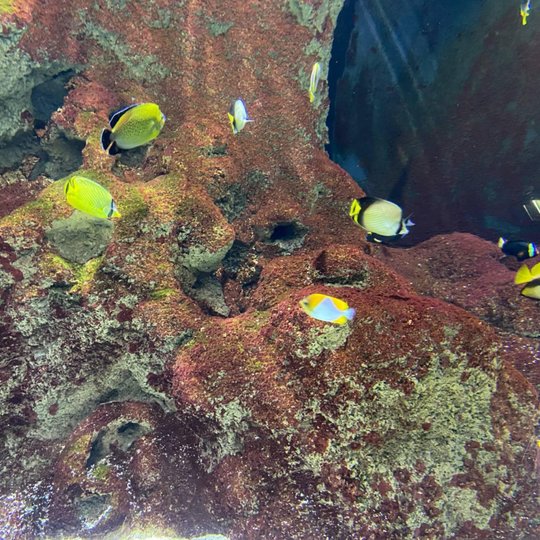 Iliustracija