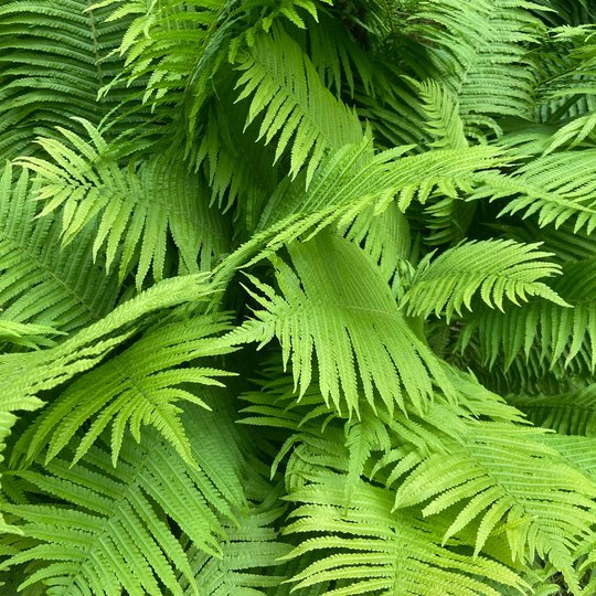 Iliustracija